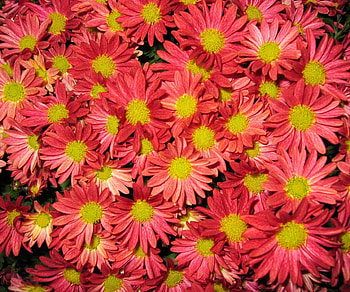 Flowers, Chrysanthemum, Petals, Bouquet HD wallpaper