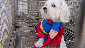 Tourist area temporarily hosting, cute dog, tourist area, temporarily, hosting HD wallpaper