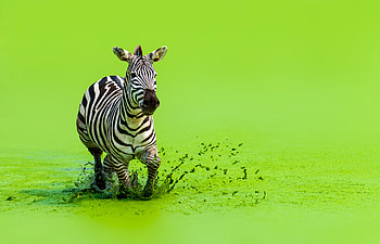 Embracing zebra characteristics, Business analogy, Startups with diverse solutions, Zebras as unique entities HD wallpaper