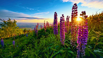 Morning Glory, sunrise, lupines, hills, landscape, clouds, flowers, sky, sun HD wallpaper