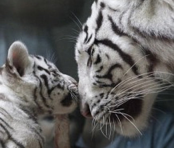 I Love You Mom! :) HD wallpaper