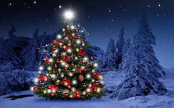 Merry Christmas, decorated, forest, snow, tree, lights HD wallpaper