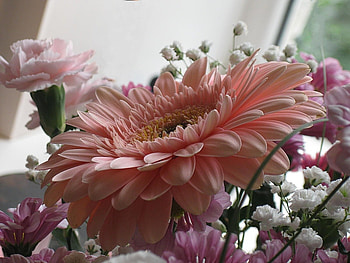Plants, Flowers HD wallpaper