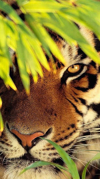 Tiger , Nature, Animal HD phone wallpaper
