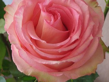 Another lovely rose., Beautiful, Pink, Love, Rose HD wallpaper