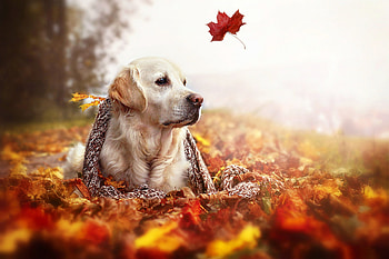 Aidi dog, Fall season, Adorable pet, Fall dog HD wallpaper