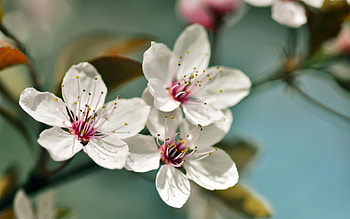 Flowers, Plant, Macro, Bloom, Flowering, Spring HD wallpaper