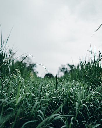 Nature, Grass, Macro, Greens HD phone wallpaper