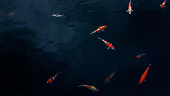 Water, Fishes, Dark, Aquarium HD wallpaper