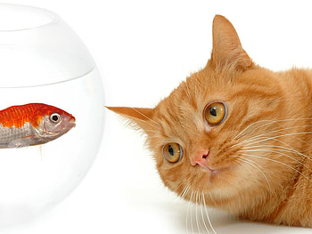 Looking my food, animal, kitten, cat, fish, feline HD wallpaper