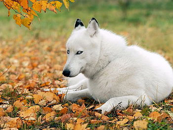 White husky, animal, dog, puppy, husky, leaf, nature, pet HD wallpaper