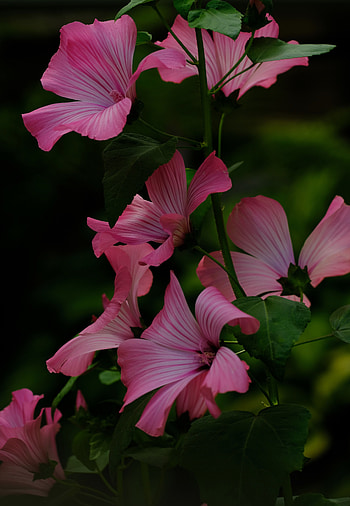 Flowers, Leaves, Pink, Flower, Plant, Loach HD phone wallpaper