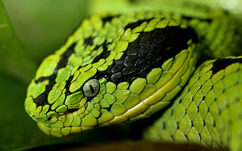 Animals, Muzzle, Spotted, Spotty, Sight, Opinion, Snake, Dangerous HD wallpaper