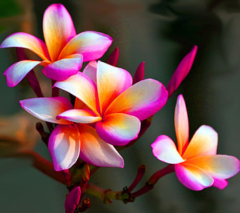 Plumeria, pink, petals, nature, flowers, lovely, Pretty HD wallpaper