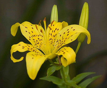 YELLOW LILY, tiger lily, yellow, flowers, blooms, lilies, spotted HD wallpaper