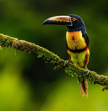 Animals, Bird, Toucan, Exotic, Arasari HD phone wallpaper