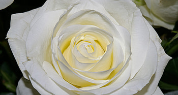 Macro, Rose Flower, Rose, Petals, Close-Up HD wallpaper
