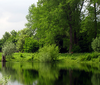 Reflection, graphy, trees, nature, pond HD wallpaper