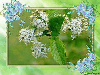 WHITE BLOSSOMS, BLOSSOMS, WHITE, FRAMED HD wallpaper