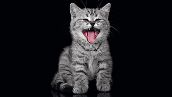 Animals, Cats HD wallpaper