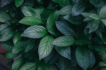 Nature, Leaves, Bush, Plant, Branches HD wallpaper
