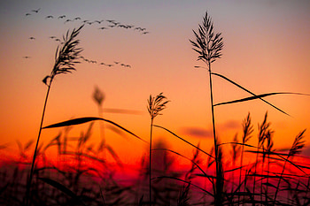 Field Weeds Sunrise, field, sunrise, nature HD wallpaper
