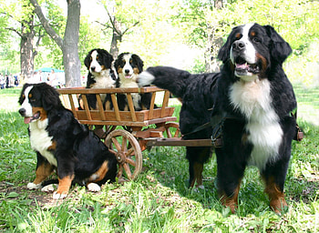 *** Mountain dog ***, animal, dog, family, animals, dogs, mountain HD wallpaper