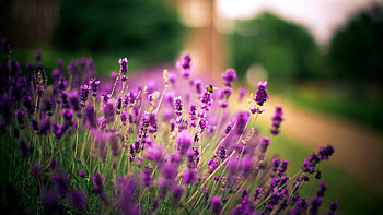 Lavender flower, Purple floral HD wallpaper