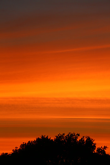 Nature, Trees, Sunset, Sky, Bush HD phone wallpaper