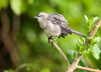 Animals, Leaves, Bird, Branch HD wallpaper