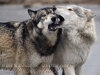 Chetan greets Tristan, greeting, wolves, tristan, eackother, chetan HD wallpaper