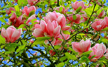 Plants, Flowers, Trees HD wallpaper