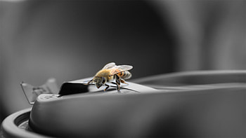 Macro, Surface, Flight, Bee HD wallpaper