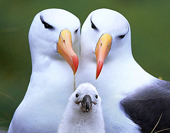 Family , coo, birds, family HD wallpaper