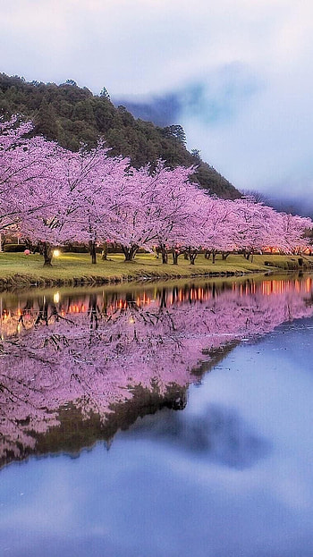 Spring, Spring Trees HD phone wallpaper