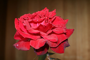 Flowers, Flower, Rose Flower, Rose, Petals, Bud HD wallpaper