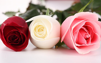 Plants, Flowers, Roses HD wallpaper