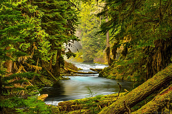 Mckenzie river, Stones, Forest, Moss, Trees HD wallpaper