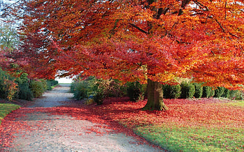 Landscape, Trees, Autumn HD wallpaper
