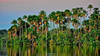 Sandoval lake, Peru, Amazon rainforest, palm trees, lake HD wallpaper