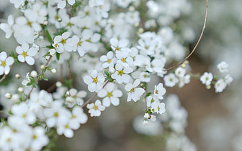White Blossoms, blossoming trees, nature, flowers, white flowers HD wallpaper