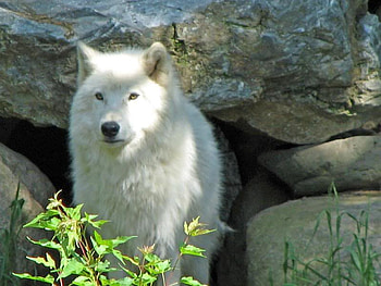 Rock Wolf, dogs, nature, wolves, rocks HD wallpaper