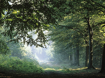 Forest, fog, nature, tree HD wallpaper