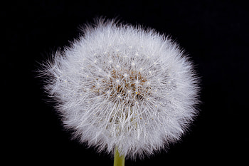 Dandelion, portrait HD wallpaper