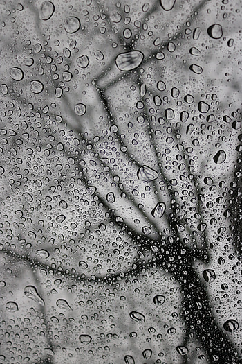 Rain, Drops, Macro, Moisture, Bw, Chb HD phone wallpaper