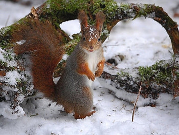 Squirrel In Snow, cool, in snow, , squirrel HD wallpaper