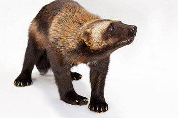 Joel Sartore, Animal graphy, Ani093 00008 HD wallpaper