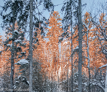 Quebec Winter Glow — Man-Made Forest Retreat, man made, Quebec HD wallpaper