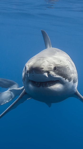 Underwater Gaze — Shark Sea-Life , fish, underwater, Animal HD phone wallpaper