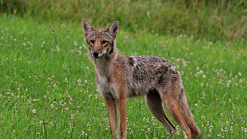 Mark Hanna credit, R resolution, Wildlife graphy, Striking visuals HD wallpaper